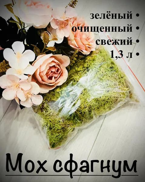 Мох