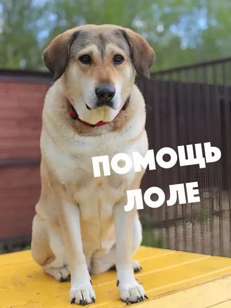 Помочь Лоле найти дом
