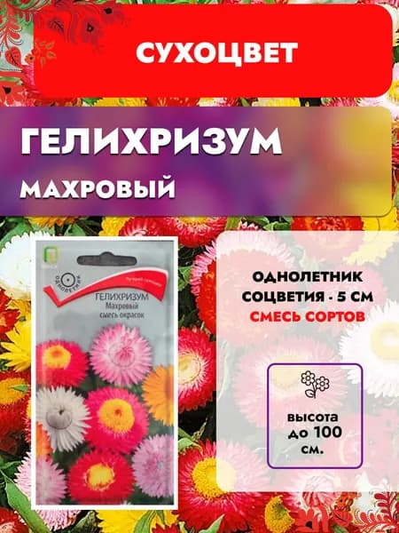 Гелихризум Махровый смесь окрасок, семена сухоцвет, лучший из бессмертников для зимних букетов