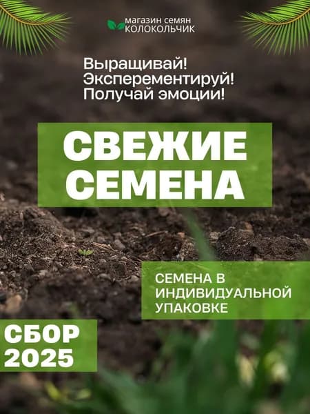 Подорожник большой, морозостойкий Семена 100 штук
