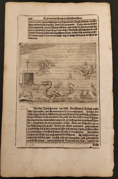 Антикварная гравюра Пеликаны 1663 год.