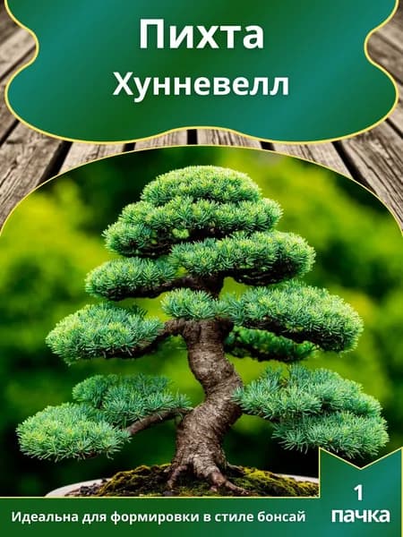 Пихта Хунневелл , семена 10 шт. (бонсай)
