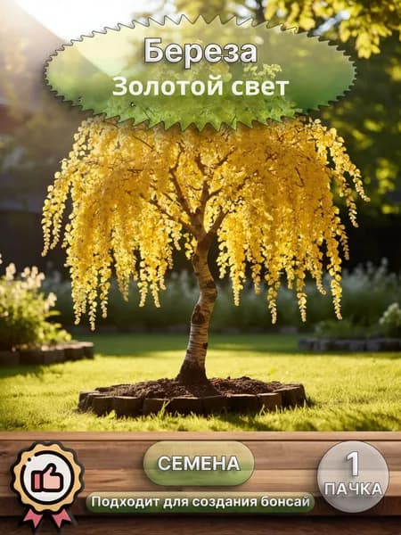 Береза Золотой свет, семена, 10 шт. (бонсай)