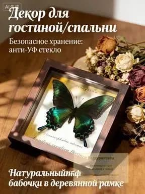 Насекомое для коллекции