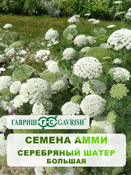 Семена Амми "Серебряный шатер" 0,1 гр.