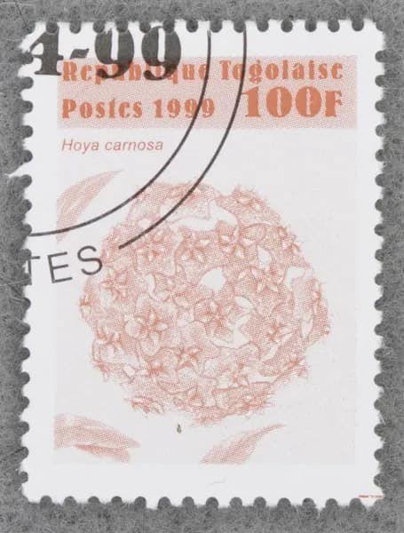 Почтовая марка "Hoya carnosa". Стандартный выпуск. Номинал 100 f. Republique togolaise. 1999 год. (Michel TG 2831)