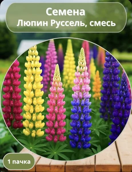 Семена Люпин Многолетний, многолетний 15 семян