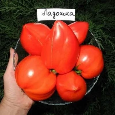 Коллекционные семена томата Ладошка
