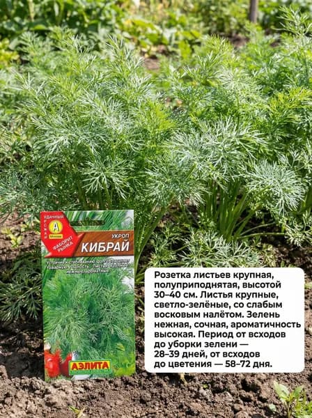Семена укропа Кибрай