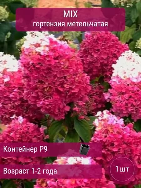 Гортензия Микс метельчатая саженец P9-8