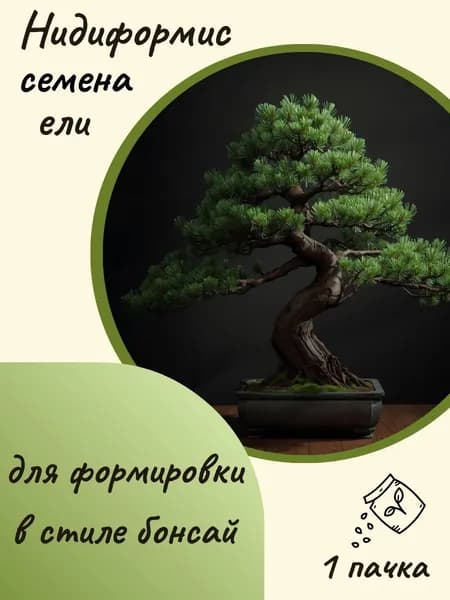 Ель Нидиформис(бонсай), 10 шт. семян