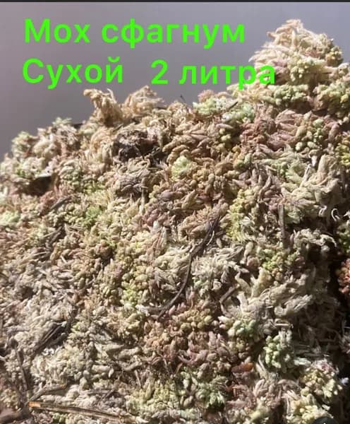 Мох