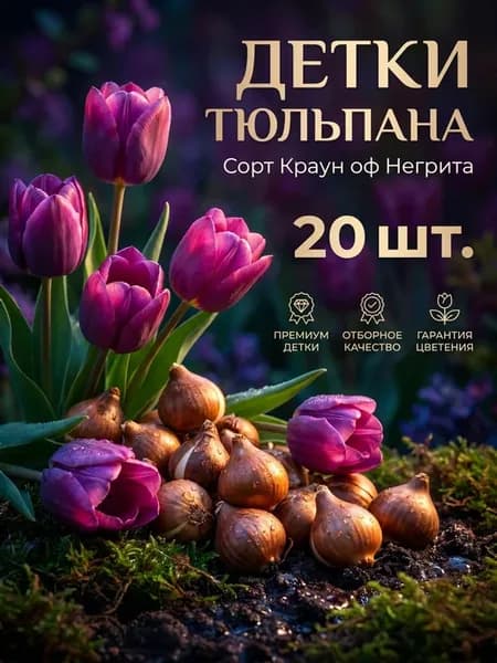 Тюльпан луковицы Краун оф Негрита детки