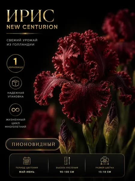 Ирис саженец New Centurion