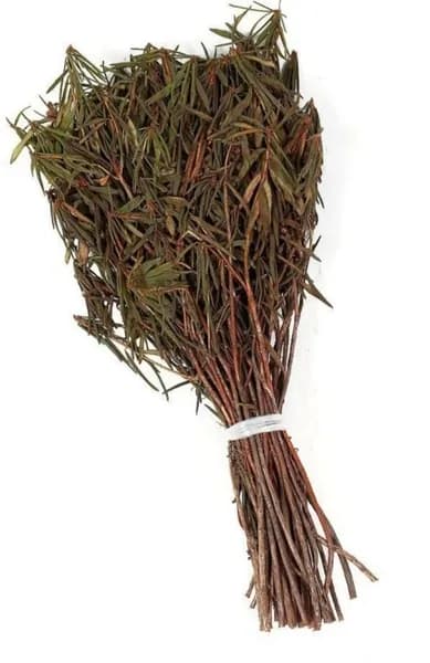 Веник из багульника