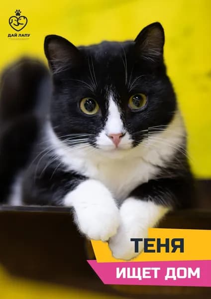 Помочь Тене найти дом