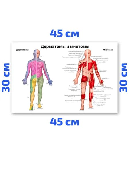 Плакат обучающий А3 ламинир. Дерматомы и миотомы медицинский анатомический плакат 30х45 см