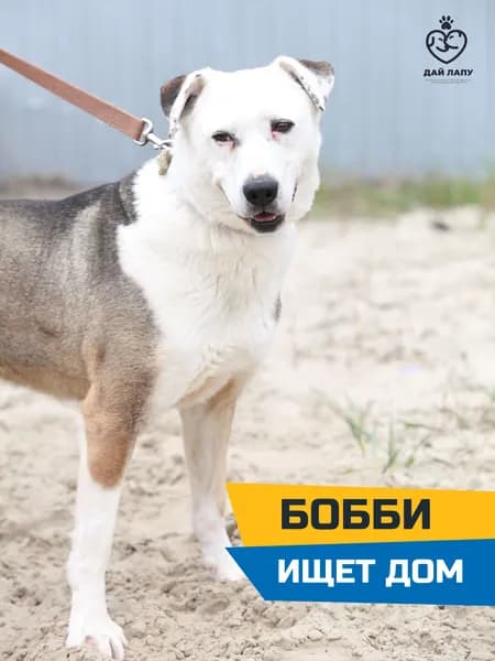 Помочь Бобби найти дом