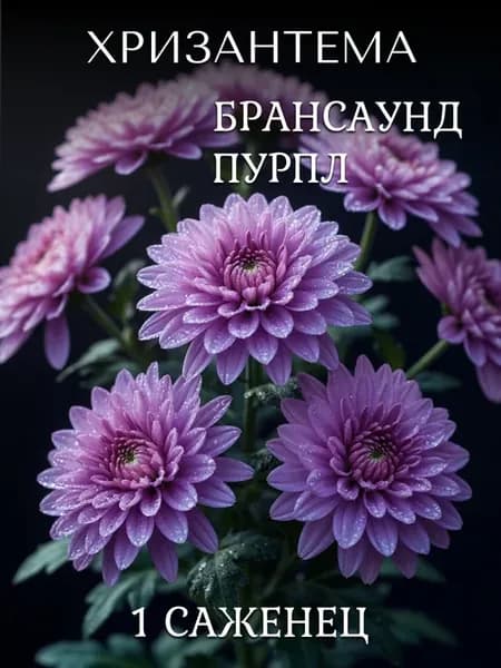 Хризантема саженец многолетняя кустовая Брансаунд Пурпл ЗКС