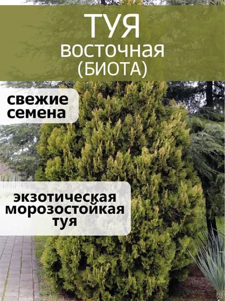 Туя восточная (Биота), семена 50 шт