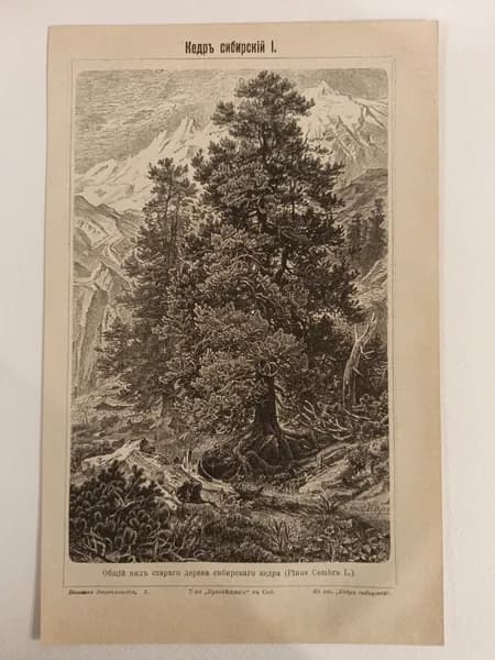 Литография из энциклопедии. Кедр сибирский. 1909г.