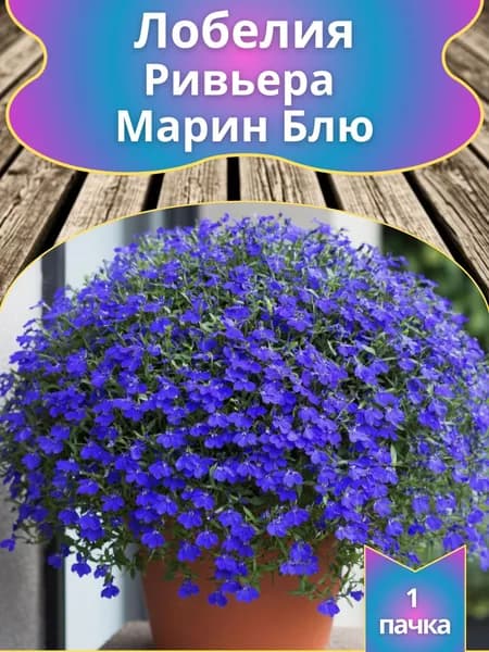 Лобелия прямостоячая "Ривьера Марин Блю"(Профессиональные семена)
