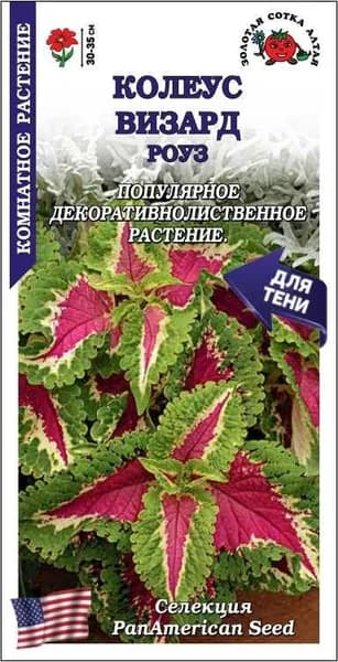 Колеус Визард Роуз /Сотка/ 10шт/ h-35см PanAm/*