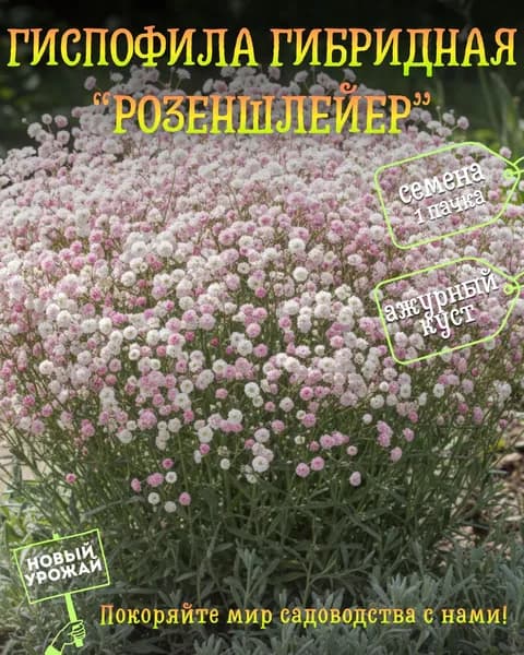 Гипсофила гибридная Розеншлейер, семена, 10 шт.