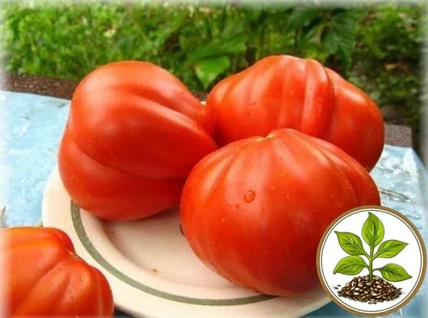 Коллекционные семена томата Итальянский Марты