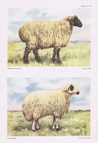 Породы овец. Сараджинская. Матка 1369. Балбас. Матка Д1-7219. Антикварная офсетная литография. СССР, Москва, 1958 год