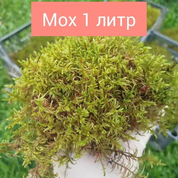 Мох