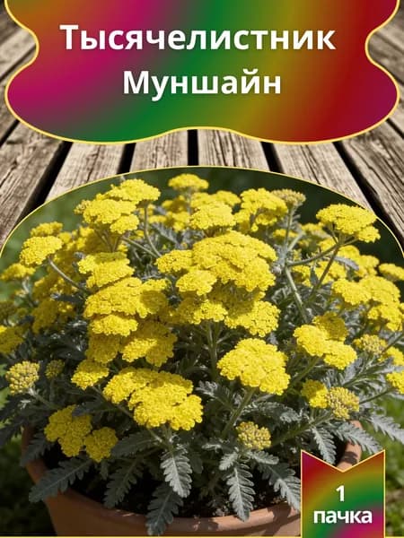 Тысячелистник Муншайн , семена 10 шт.