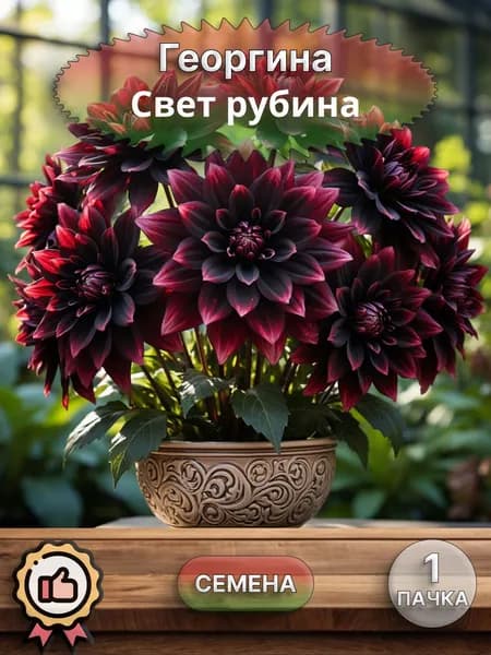 Георгина Свет рубина, семена, 10 шт.