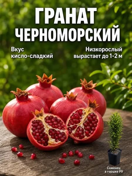 Гранат саженец Черноморский низкорослый в горшке