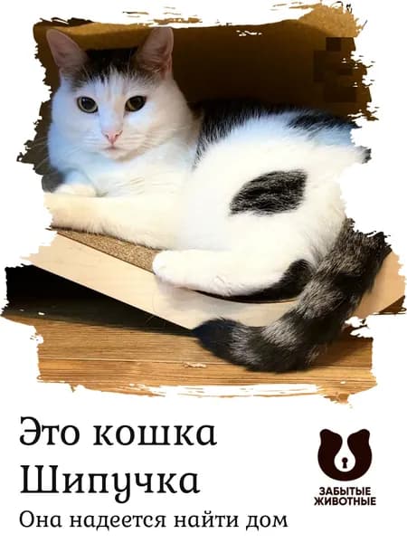 Помочь кошке Шипучке найти дом