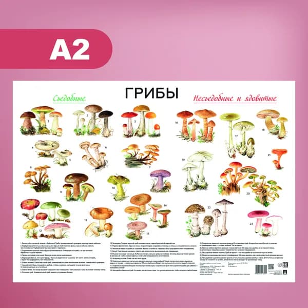 плакат Грибы. Формат А2.