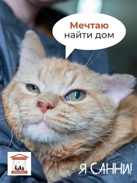 Помочь Санни найти дом