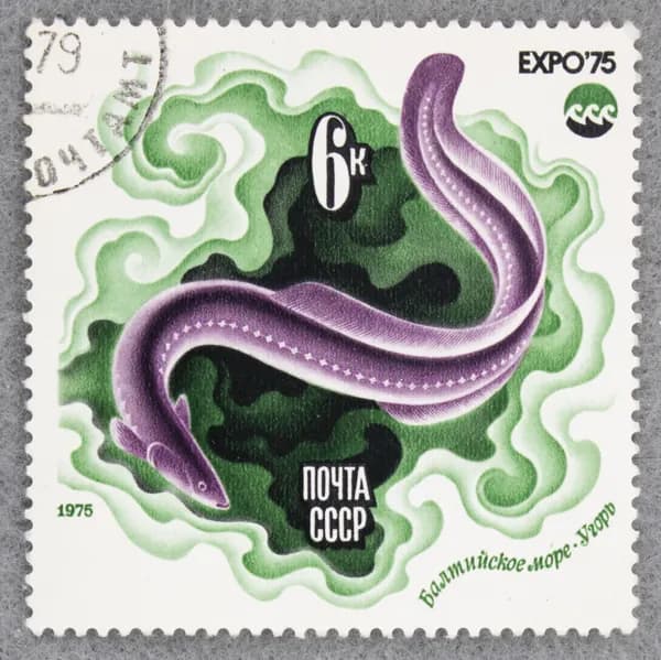 Почтовая марка "Угорь. Балтийское море". Номинал 6 коп. СССР. 1975 год. (Загорский 4428)