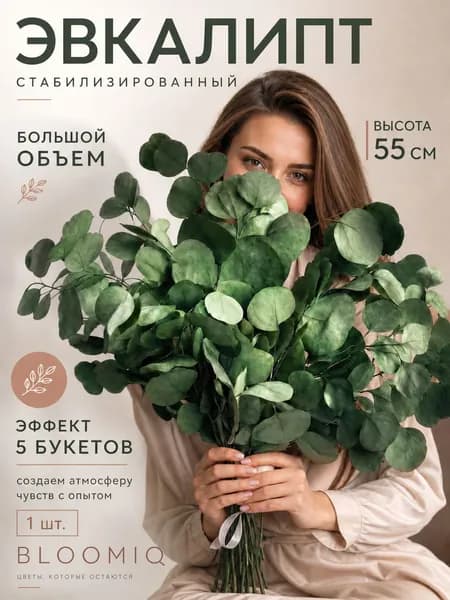 BLOOMIQ Сухоцветы Эвкалипт, 55 см, 150 гр, 1 шт