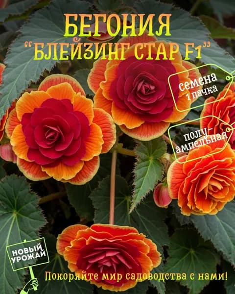 Бегония Блейзинг Стар F1 (Пылающая звезда), семена, 10 шт.