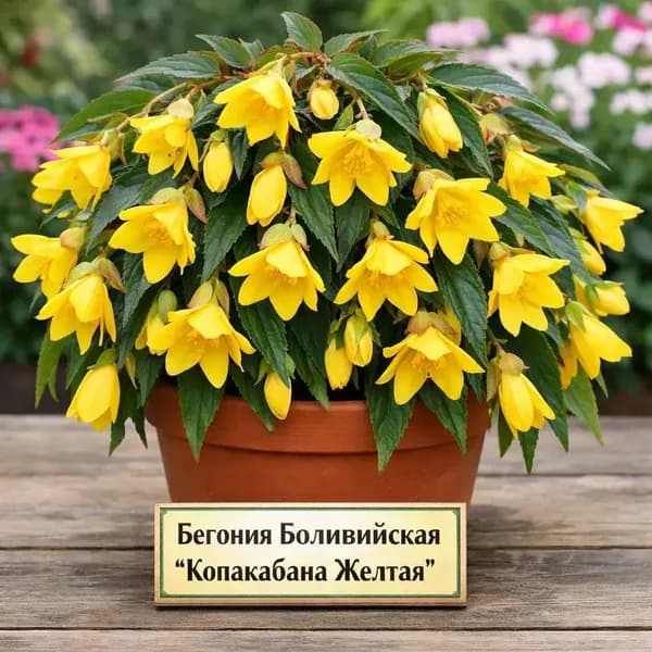 Бегония Боливийская Копакабана желтая, семена, 7 шт