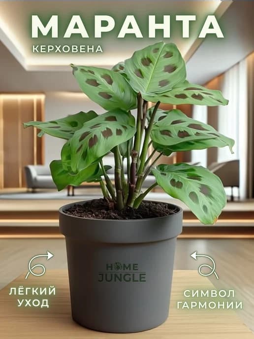 Маранта живое растение