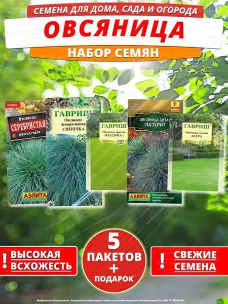 Семена овсяница для дома сада посадки