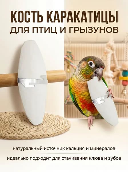 Попугай кусает кость игрушечной каракатицы