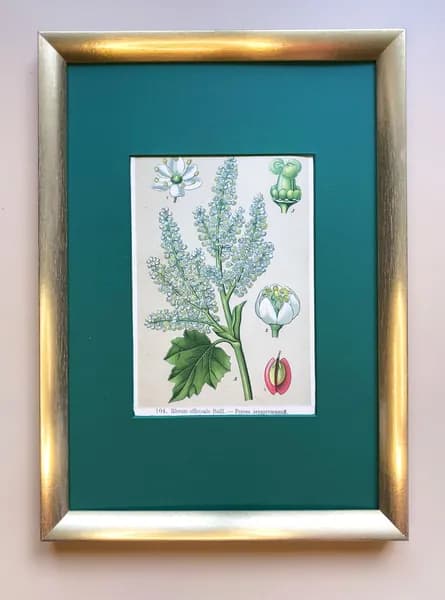 Ботаническая хромолитография "Rheum officinale Baill" (Ревень лекарственный)