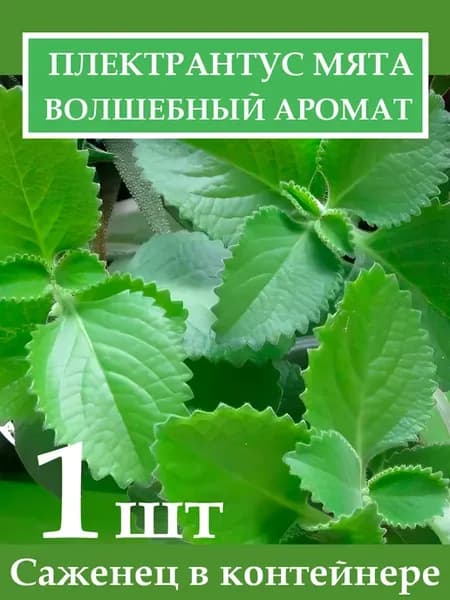 Плектрантус мята Волшебный аромат