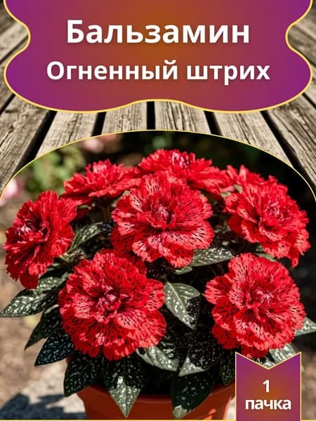 Бальзамин Огненный штрих , семена 10 шт.