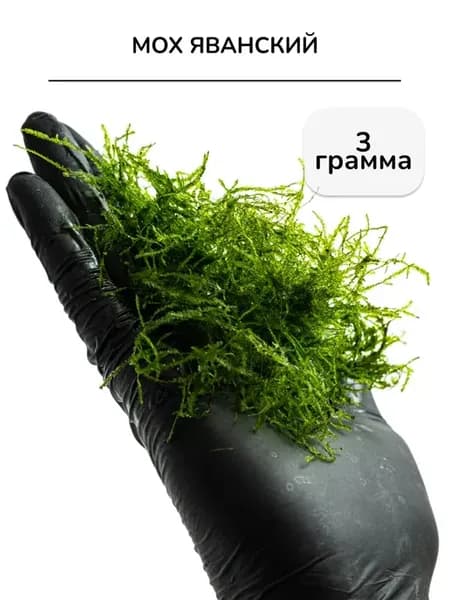 Живое растение Мох Яванский 3 грамм
