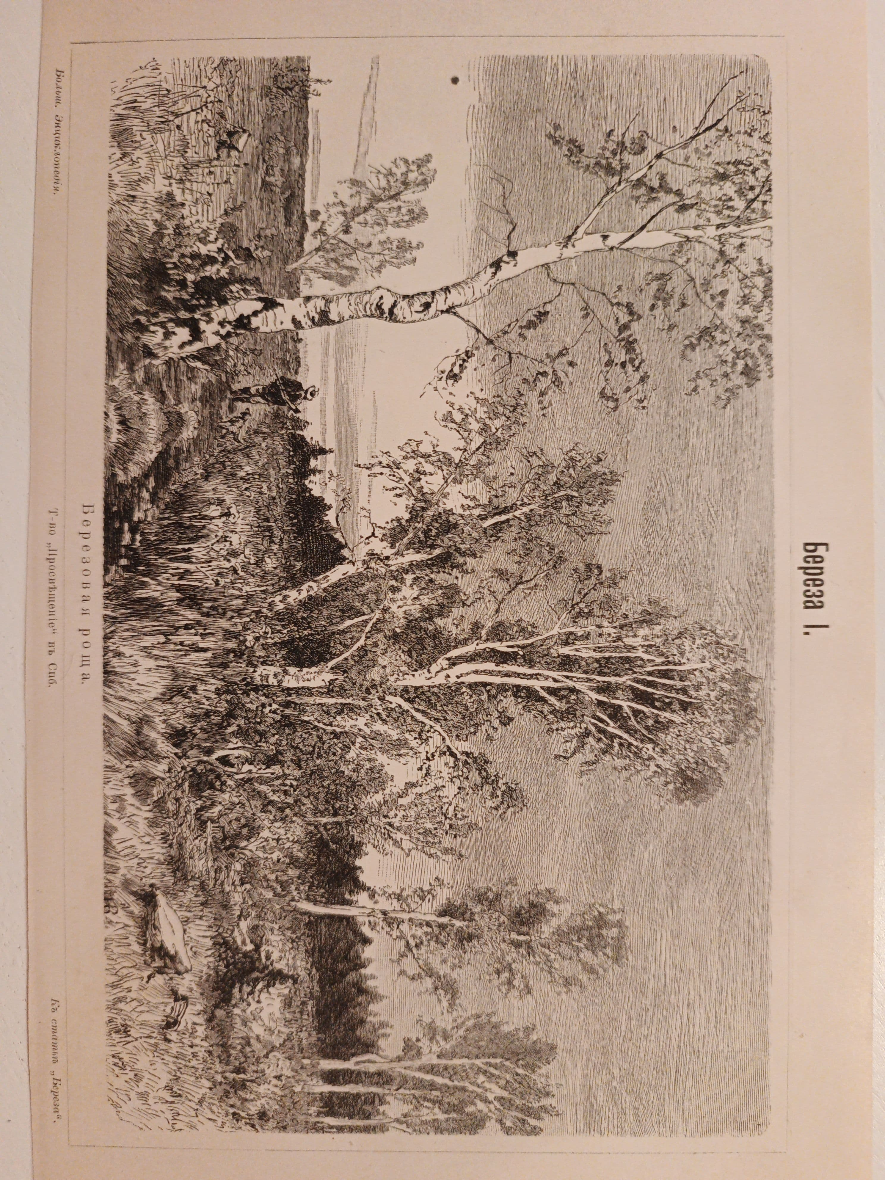 Литография из энциклопедии. Береза. 1909 г
