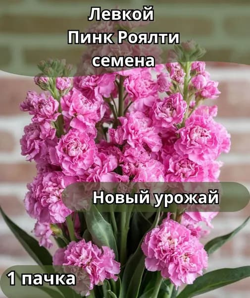 Левкой (Маттиола) пинк роялти, семена 10шт
